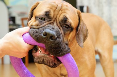 küçük köpek yavrusu bullmastiff