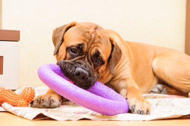 küçük köpek yavrusu bullmastiff