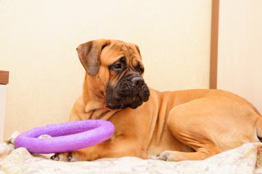 küçük köpek yavrusu bullmastiff