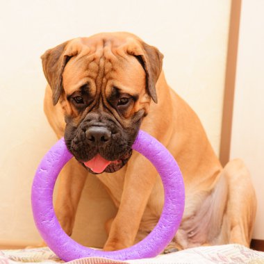 küçük köpek yavrusu bullmastiff