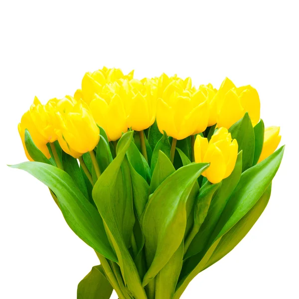 黄色郁金香花束 — 图库照片