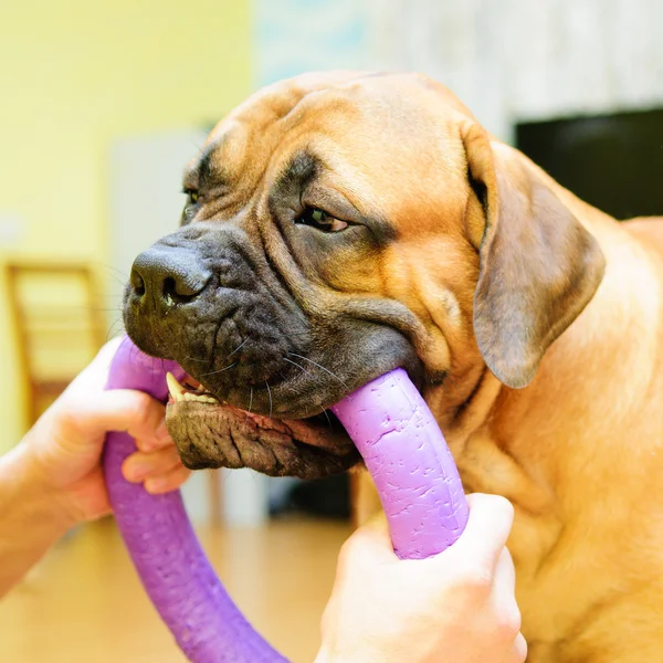 Fantoche júnior bullmastiff — Fotografia de Stock