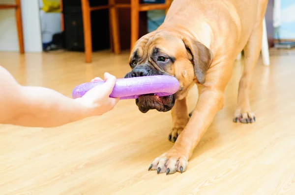 Junior κουτάβι bullmastiff — Φωτογραφία Αρχείου