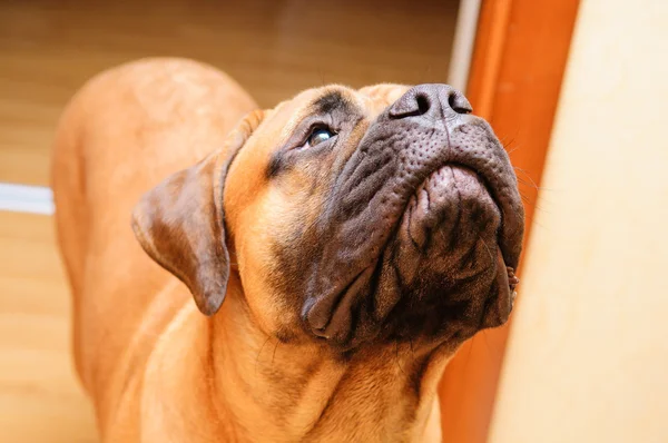 Junior bullmastiff σκυλί — Φωτογραφία Αρχείου