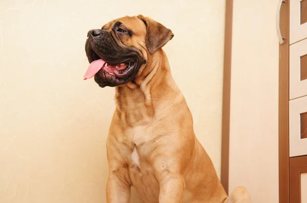 Junior puppy bullmastiff — Stock Photo, Image