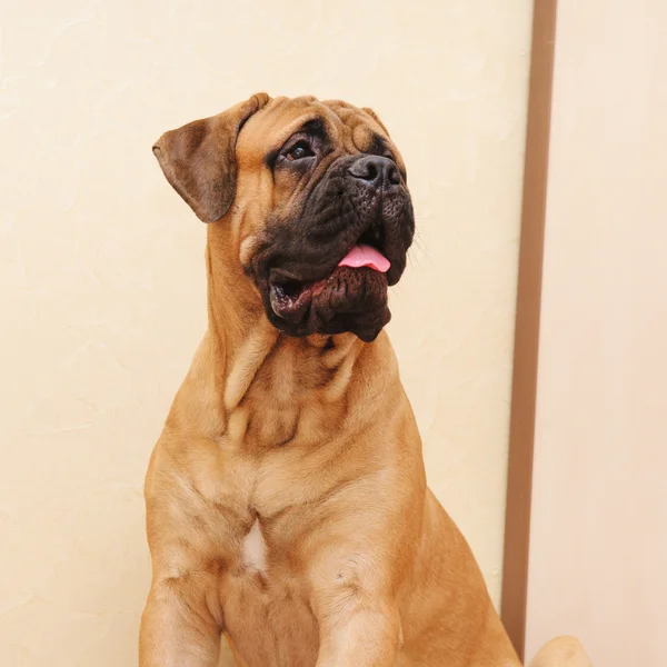 Junior valp bullmastiff — Stockfoto