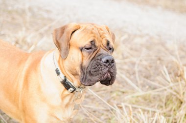 bullmastiff köpek portre