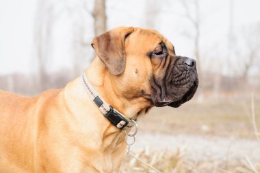 bullmastiff köpek portre