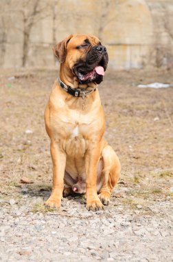 Junior bullmastiff köpek