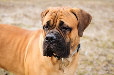 bullmastiff köpek portre