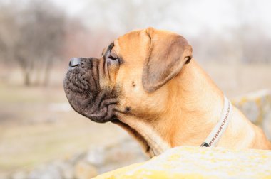 bullmastiff köpek portre