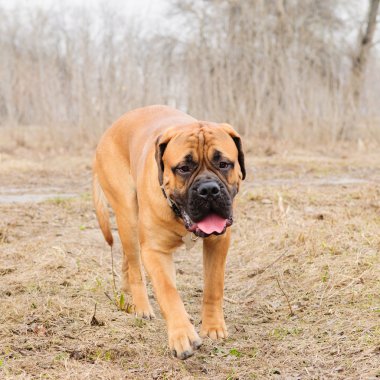 Junior köpek bulmastiff