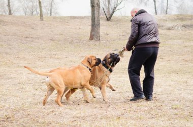 Köpekler bulmastiff oynandı