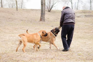 Köpekler bulmastiff oynandı