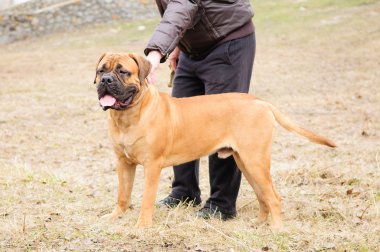 Junior bullmastiff köpek