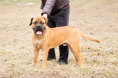 Junior bullmastiff köpek