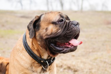 bullmastiff köpek portre