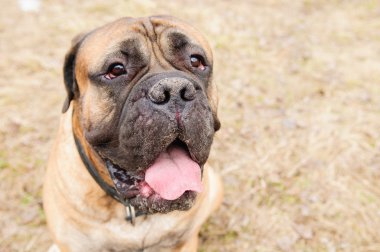 bullmastiff köpek portre