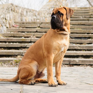 Junior bullmastiff köpek