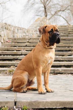 Junior bullmastiff köpek