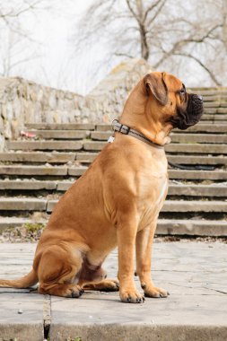 Junior bullmastiff köpek