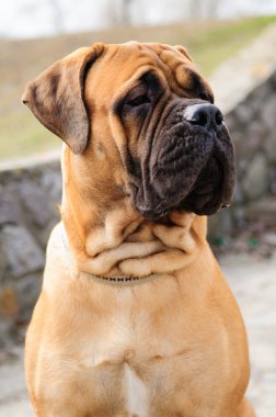 bullmastiff köpek portre