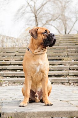 Junior bullmastiff köpek