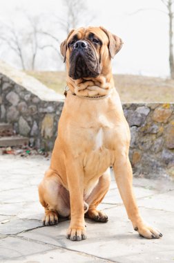 Junior bullmastiff köpek