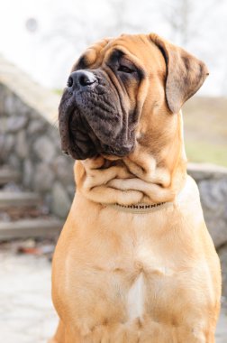 bullmastiff köpek portre