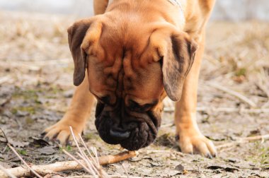 küçük köpek yavrusu bullmastiff