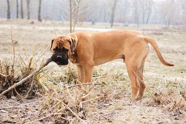 Junior pup bullmastiff — Stockfoto