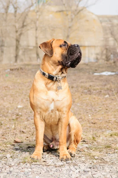 Anjing bullmastiff junior — Stok Foto