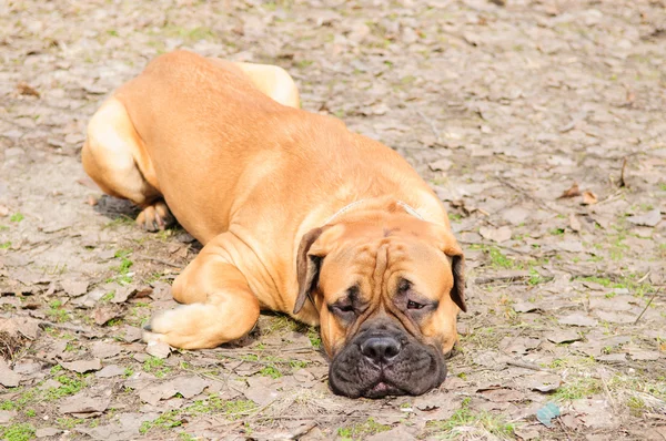 Dog lying on ground — Stock Photo, Image