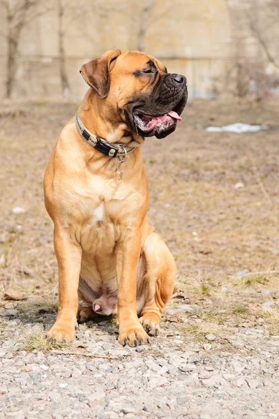 Junior bullmastiff hond — Stockfoto