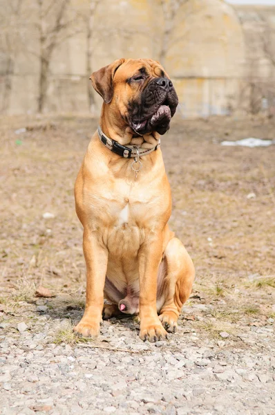Junior Bullmasztiff kutya — Stock Fotó