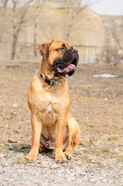 Júnior bullmastiff cão — Fotografia de Stock