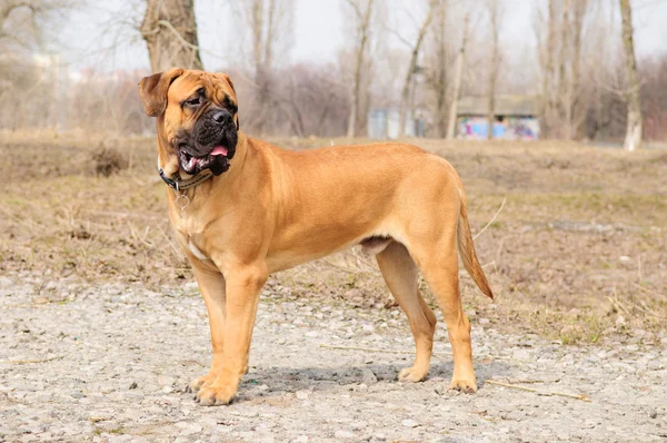 Junior bullmastiff σκυλί — Φωτογραφία Αρχείου