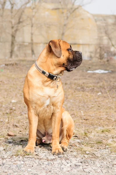 Junior bullmastiff hond — Stockfoto