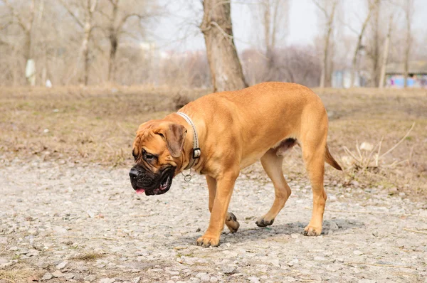 Молодший собака bulmastiff — стокове фото