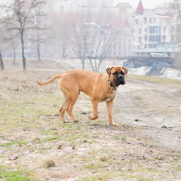 Juniorhund Bulldogge — Stockfoto