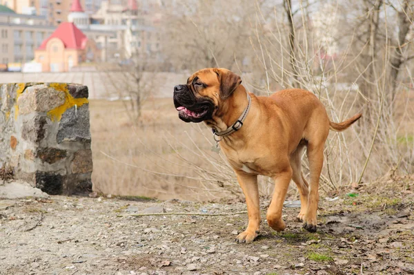 Молодший собака bulmastiff — стокове фото