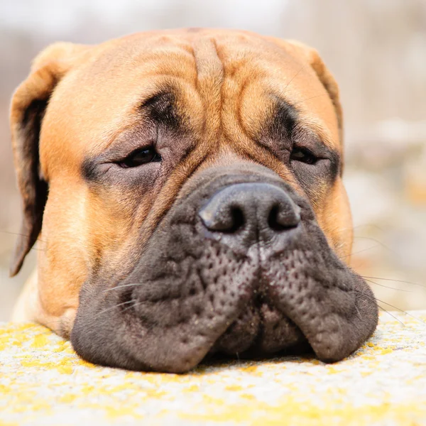 Bullmastiff cão retrato — Fotografia de Stock