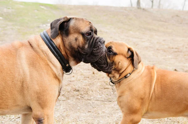 Cucciolo e adulto bullmastiff — Foto Stock