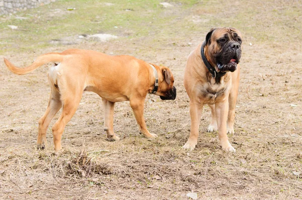 Puppy en volwassene bullmastiff — Stockfoto