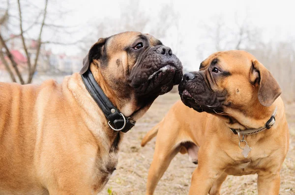 Valp och vuxen bullmastiff — Stockfoto