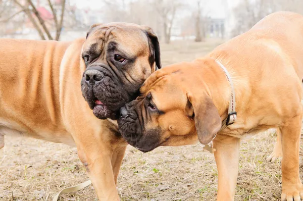 Cucciolo e cani adulti — Foto Stock