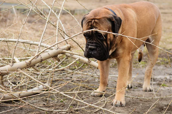 成人狗 bulmastiff — 图库照片