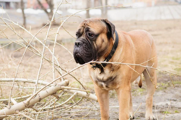 Yetişkin köpek bulmastiff — Stok fotoğraf