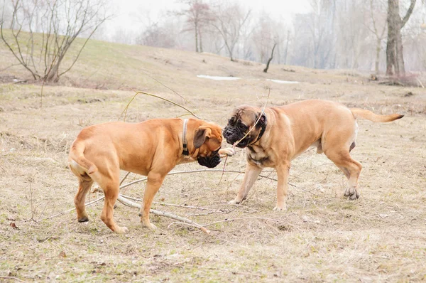 Cachorro y adulto bullmastiff — Foto de Stock