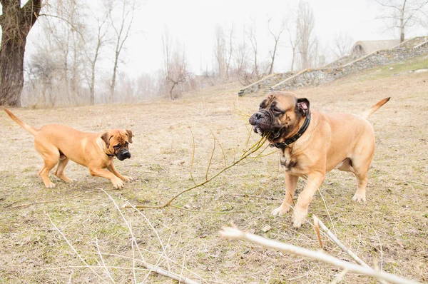 Cachorro y adulto bullmastiff — Foto de Stock